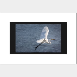 Great Egret Flying Over Water Posters and Art